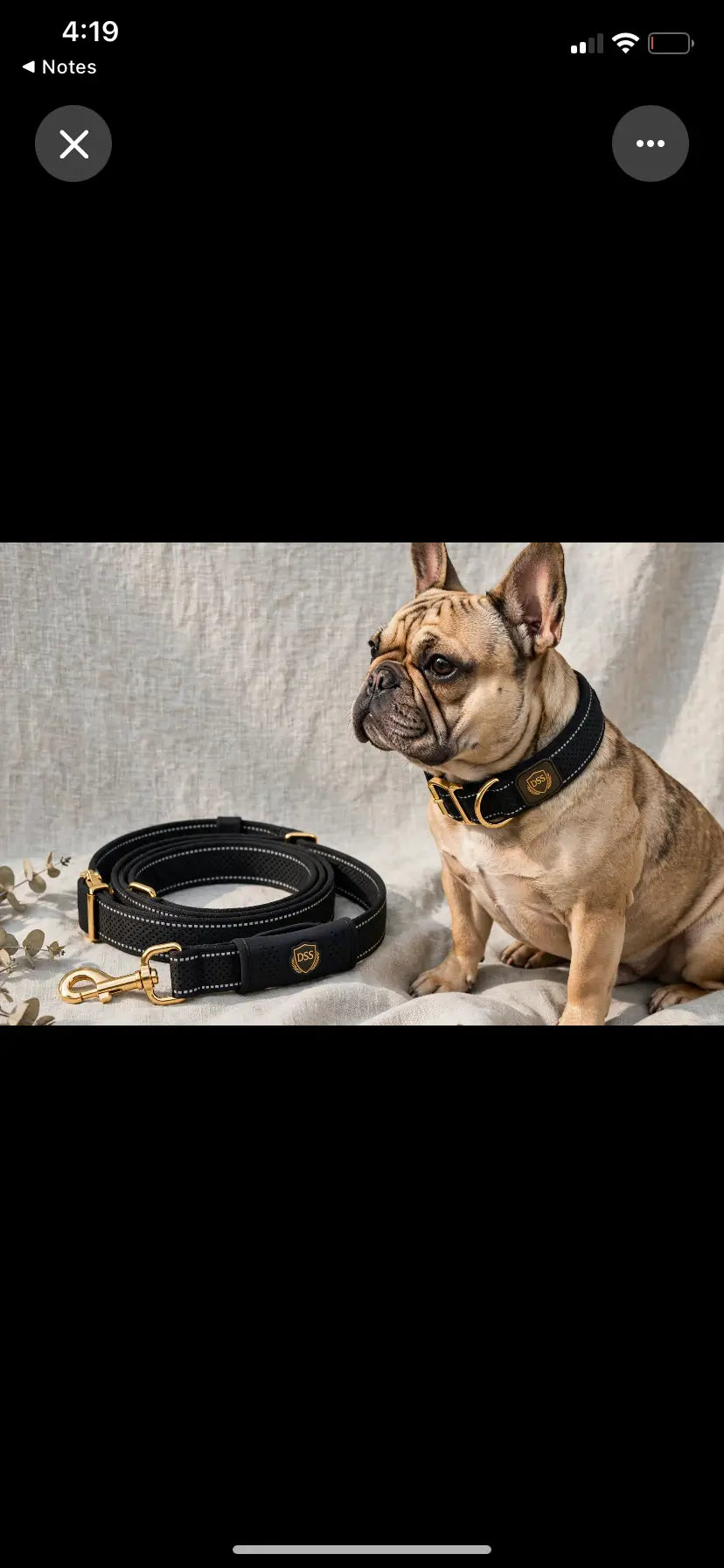 French Bulldog wearing DSS black collar with matching leash on gold hardware