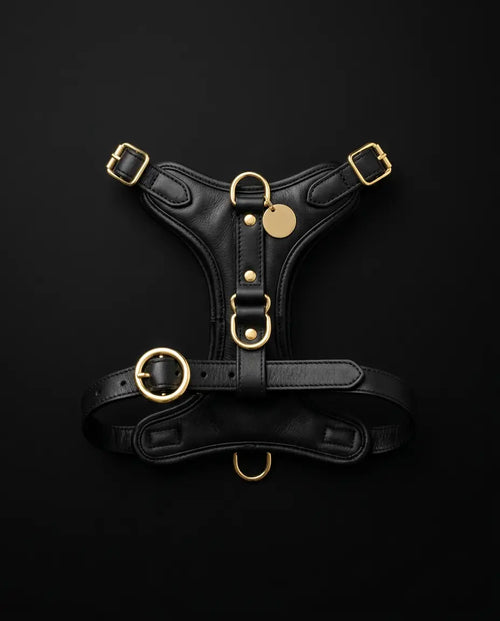 DSS Harness — Real Leather, Gold Hardware, black, flat-lay